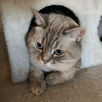 tamay's profile picture