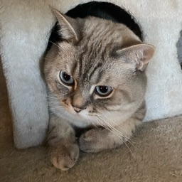 Tamay McAfee Catson